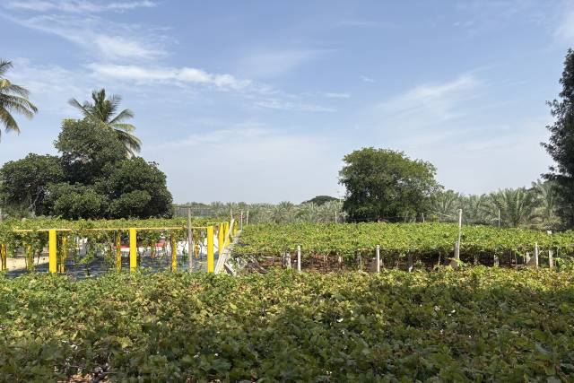 Grape vineyard