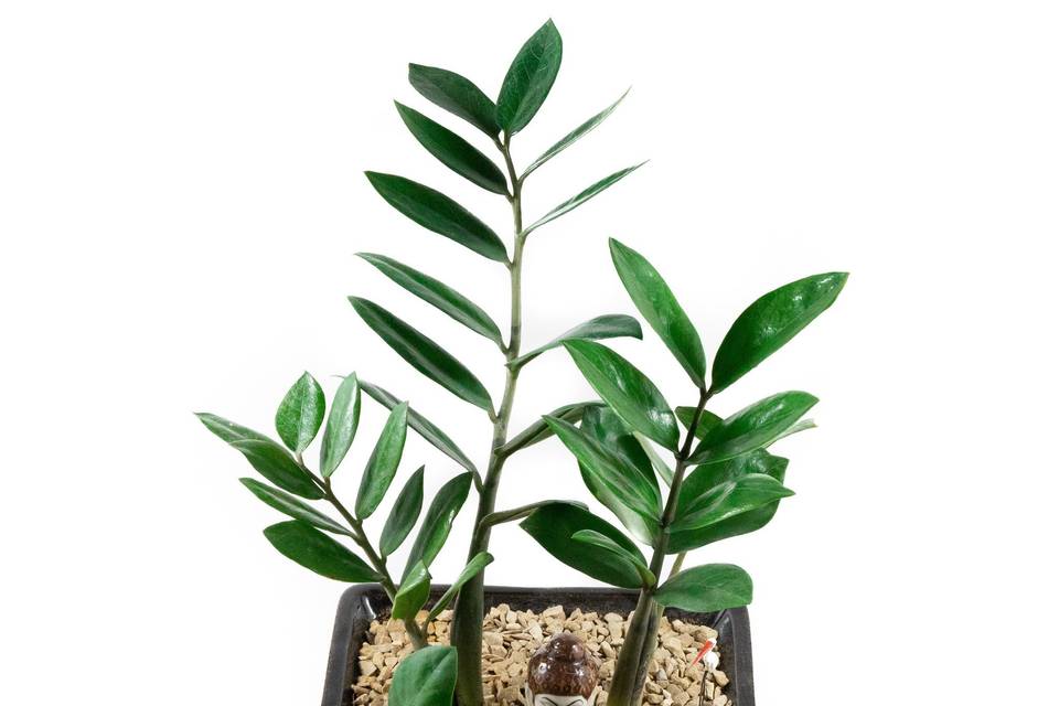 ZZ Plant with Buddha