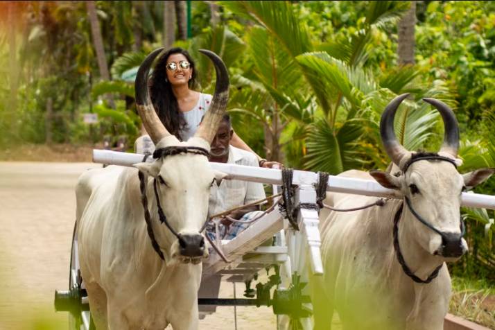 Bullock cart ride