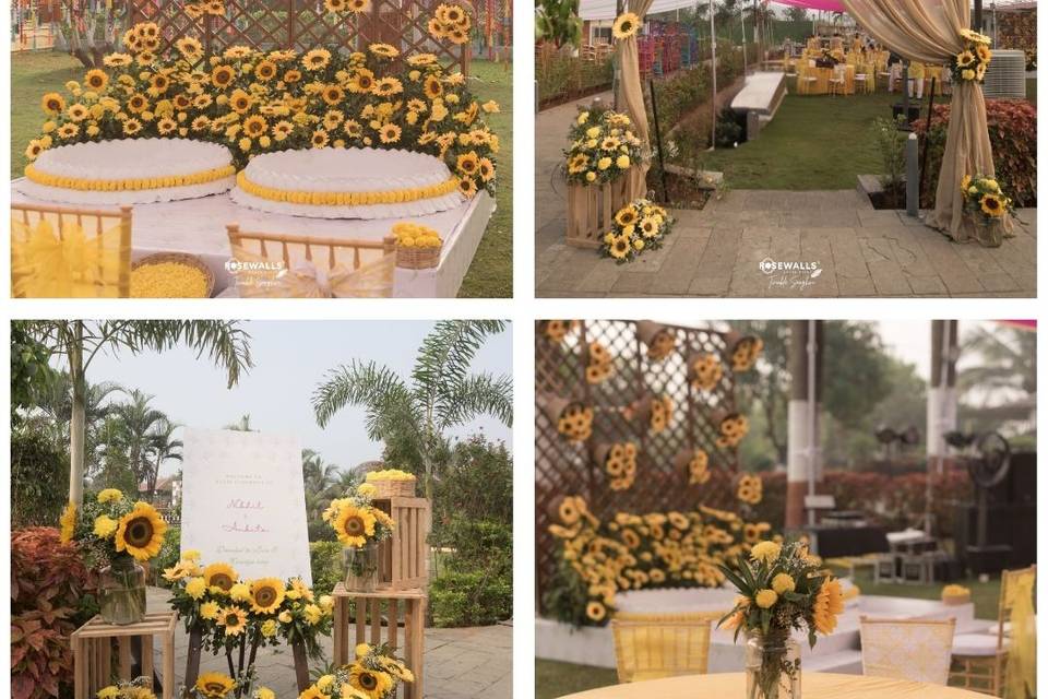 SUNFLOWER HALDI