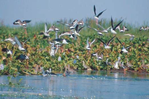 Chilika lake honeymoon trip