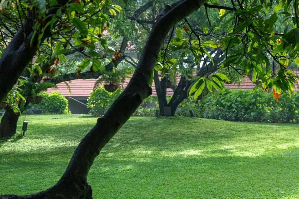 Lawn area