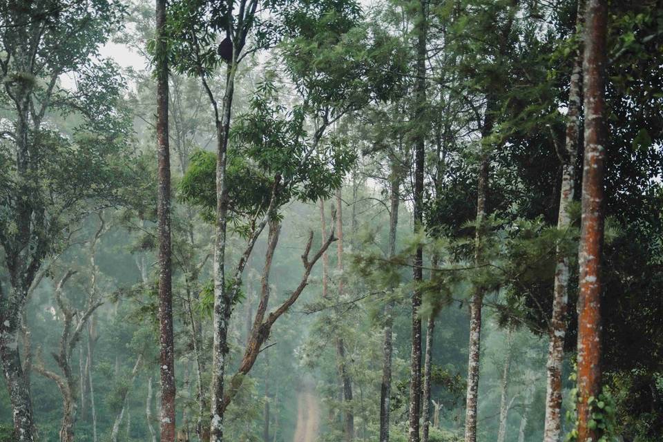 Forest Weddings