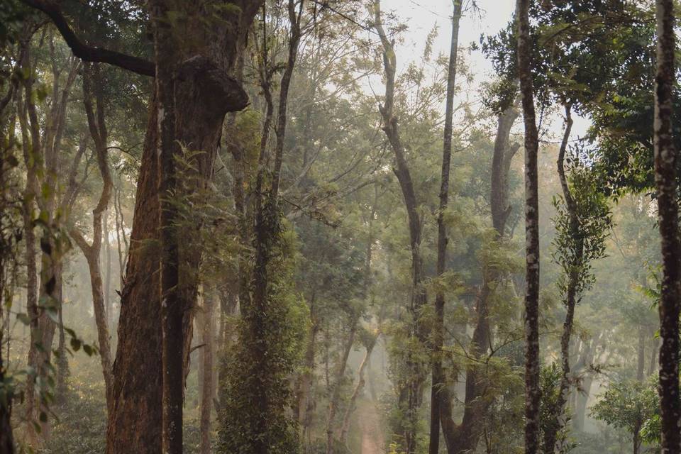 Forest Weddings