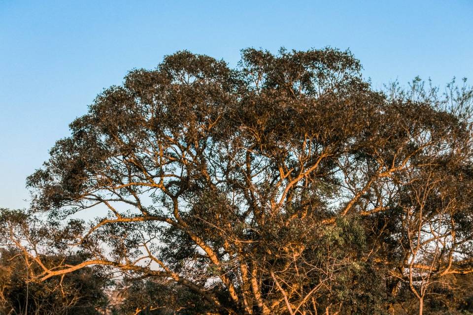 Fig Tree with Platform