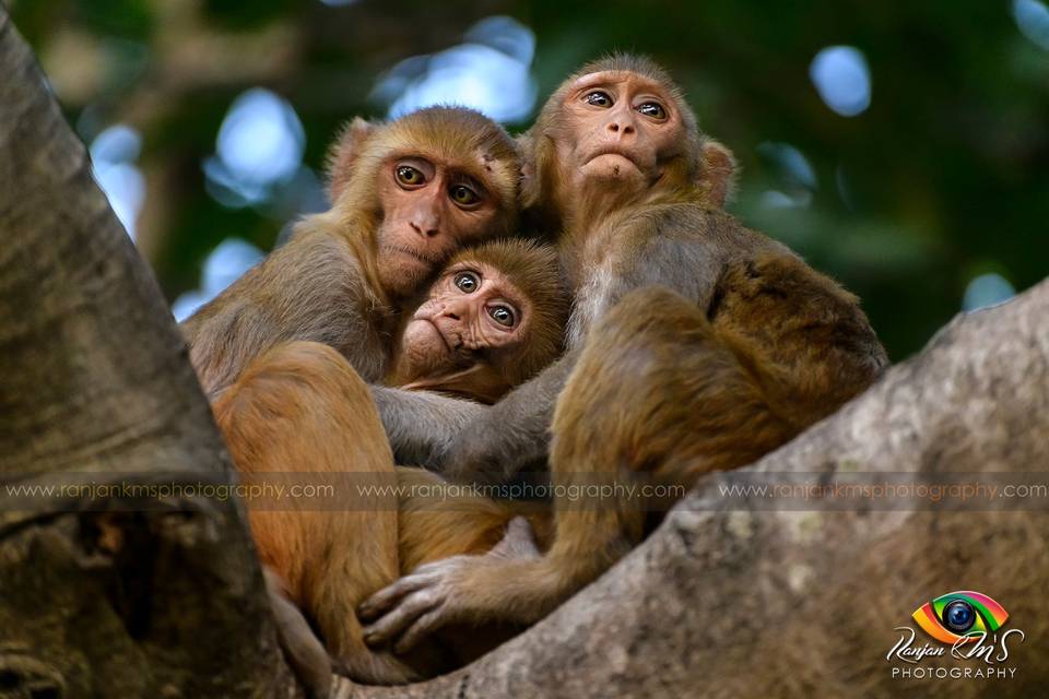 Birds & Wildlife Photography