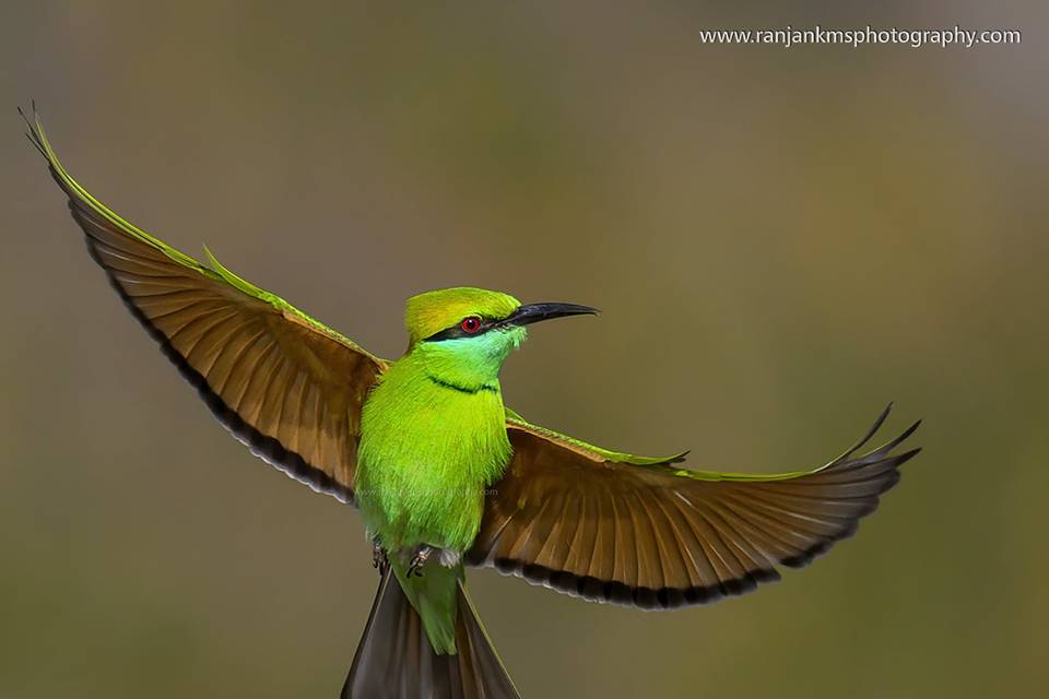 Birds & Wildlife Photography