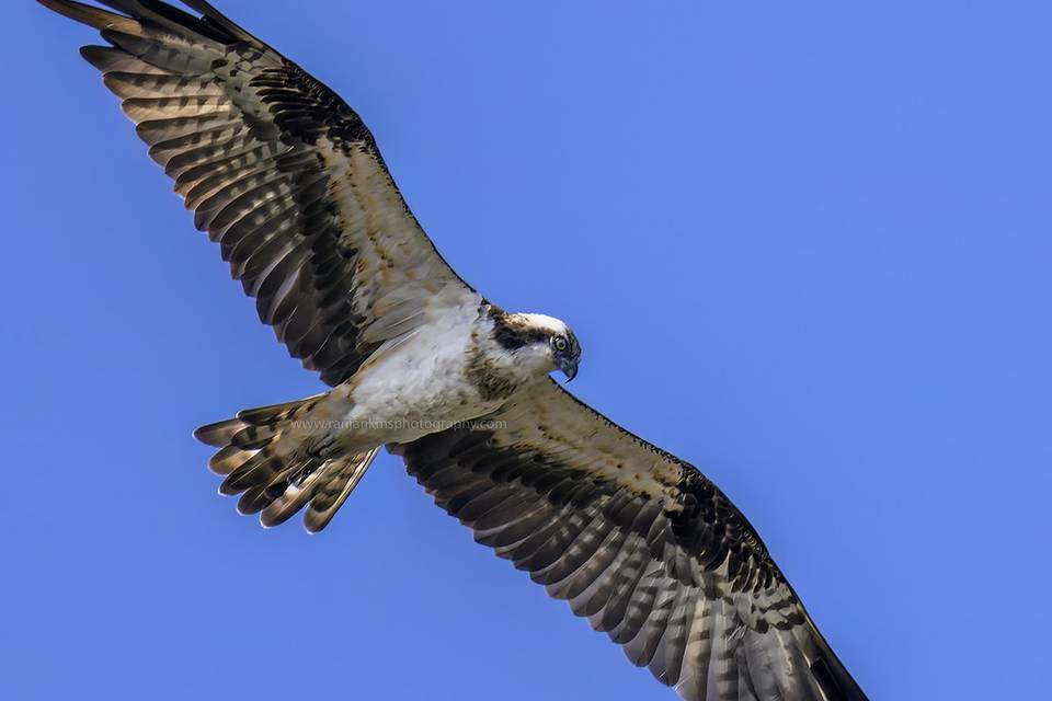 Birds & Wildlife Photography