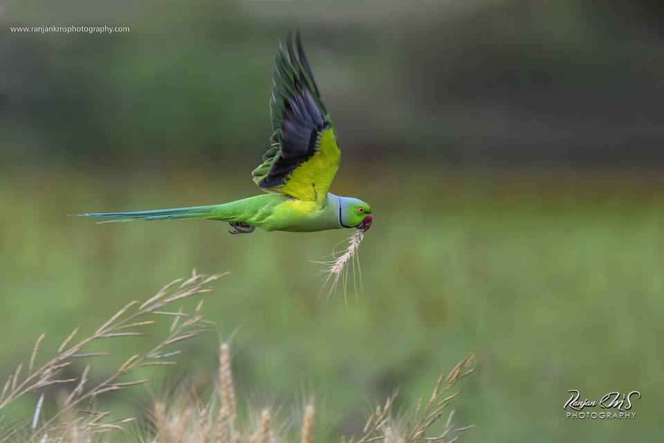 Birds & Wildlife Photography