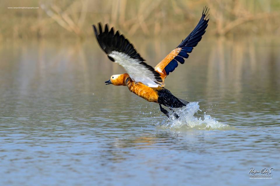 Birds & Wildlife Photography