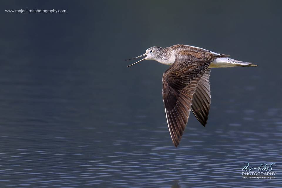 Birds & Wildlife Photography