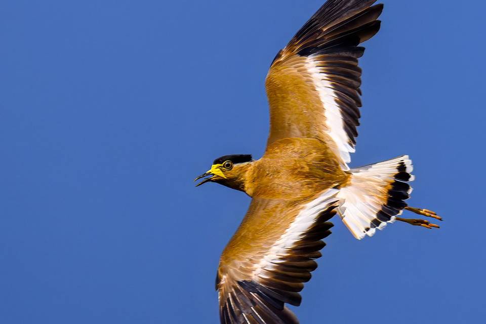 Birds & Wildlife Photography