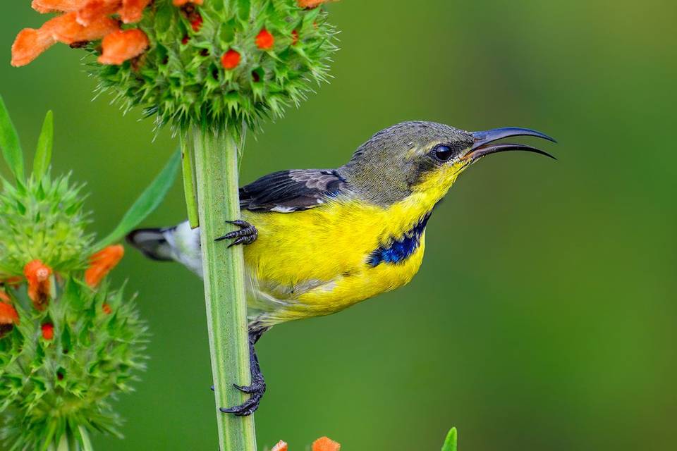 Birds & Wildlife Photography