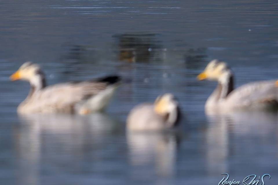 Birds & Wildlife Photography