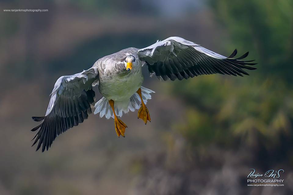 Birds & Wildlife Photography