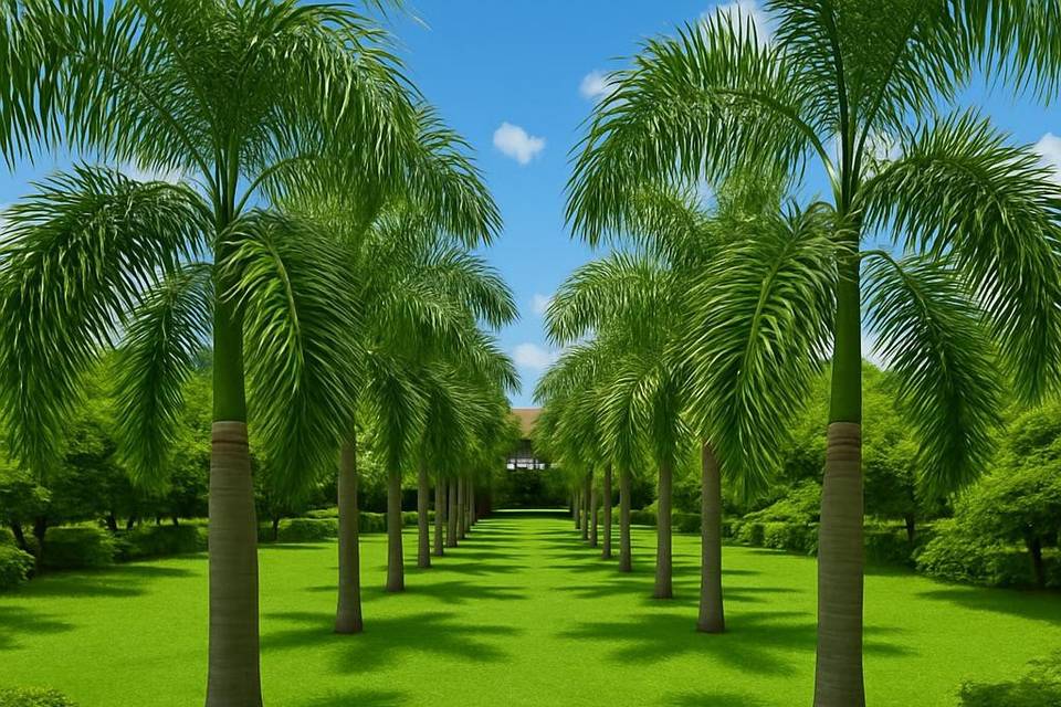 Palm garden