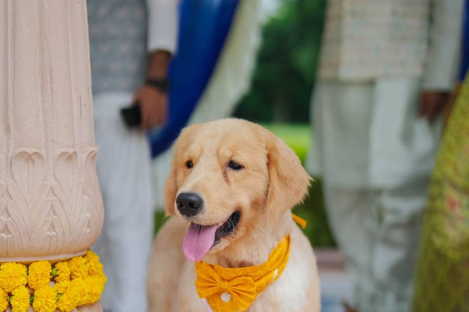 Haldi Decor