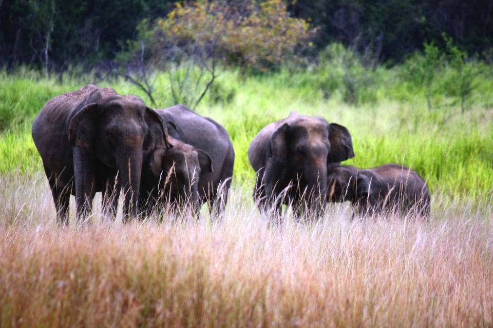 Sri Lanka