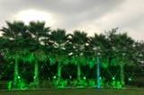 The Mesmerizing Green Affect