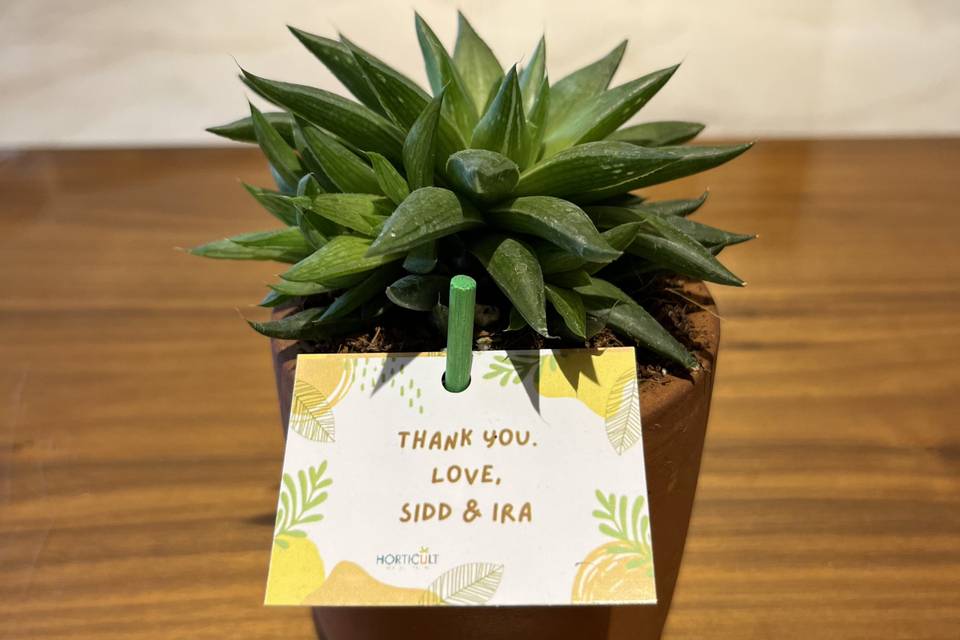 Succulents as Favors