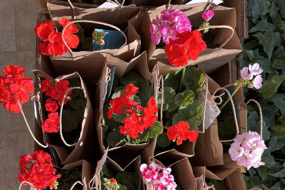 Geraniums packed a ready