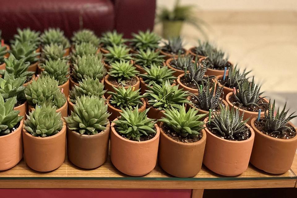 Terracotta pots with Succulent