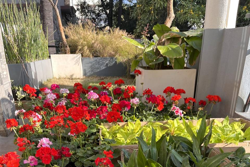 Geraniums and Philodendrons