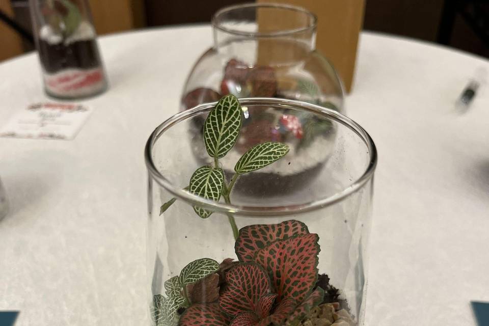 Terrariums