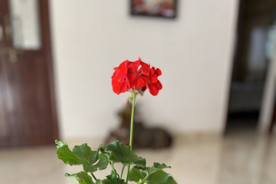 Geraniums