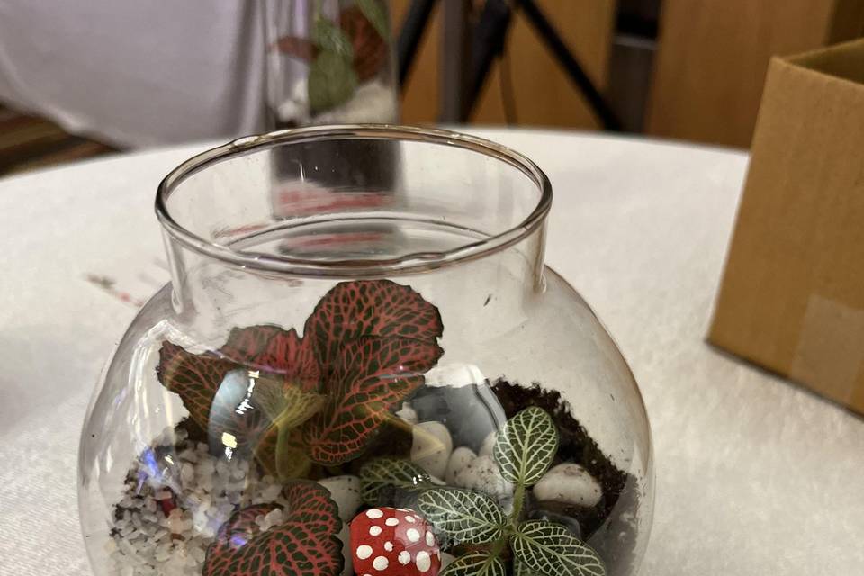 Terrariums