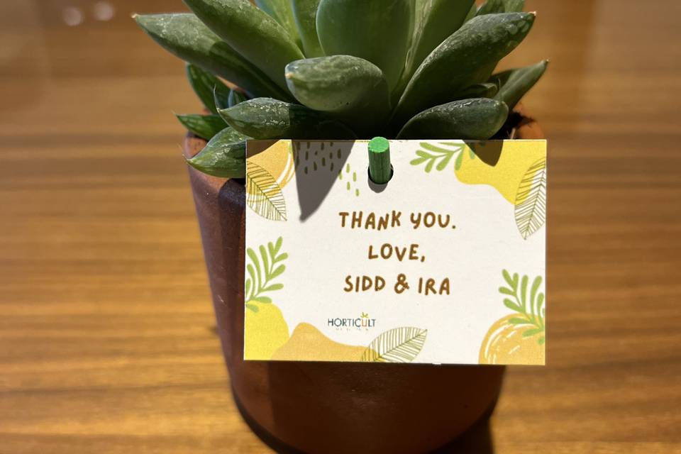 Succulents as Favors