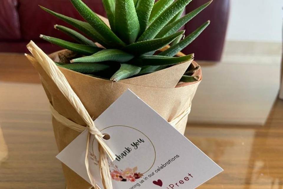 Succulents - Wedding Favours