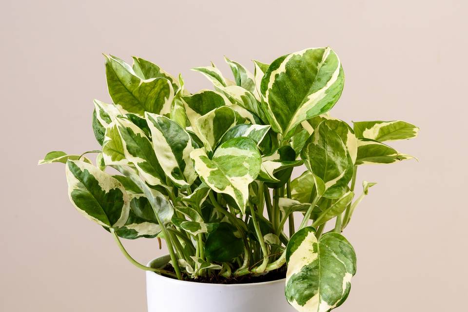 Pothos N Joy /Money Plant