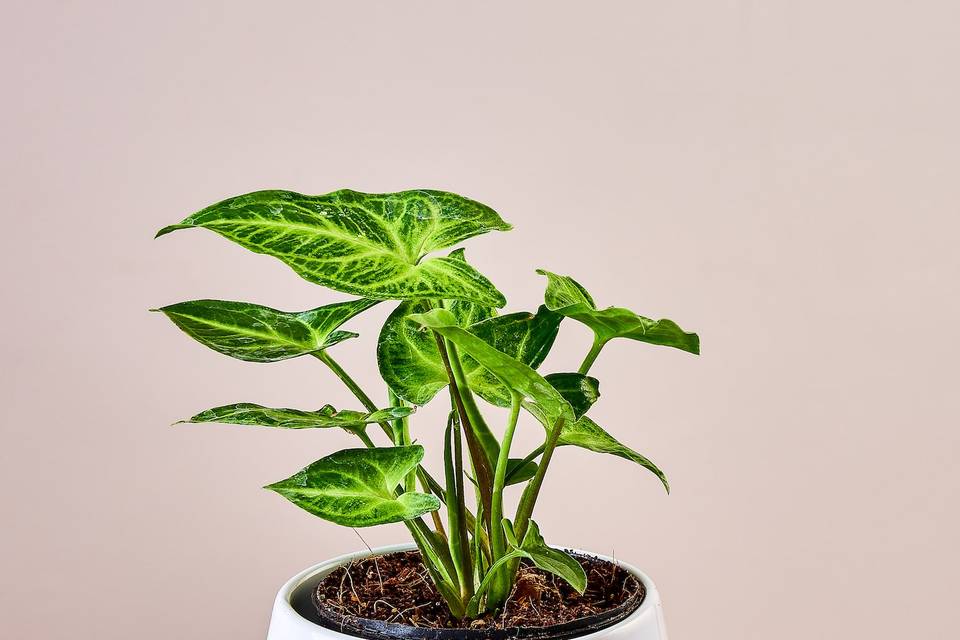 Potted plant