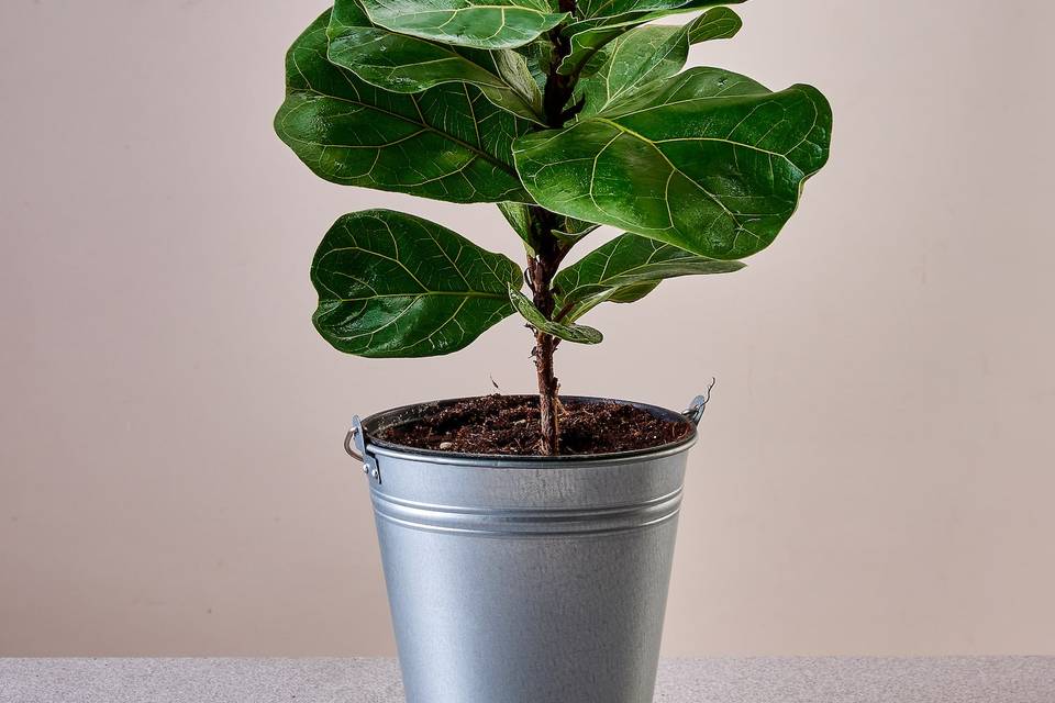 Ficus