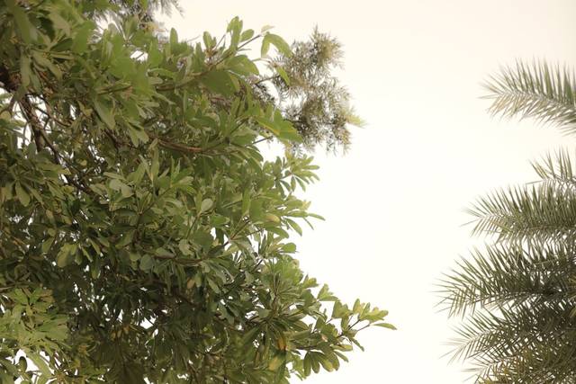 Maharashtrian Wedding