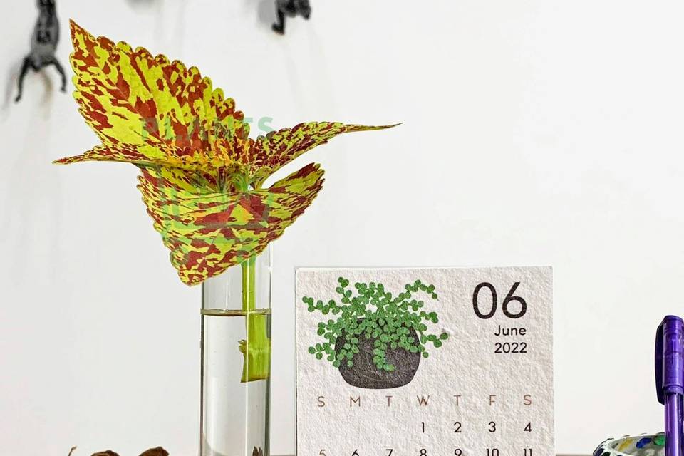 Plantable Calendar in wood bas