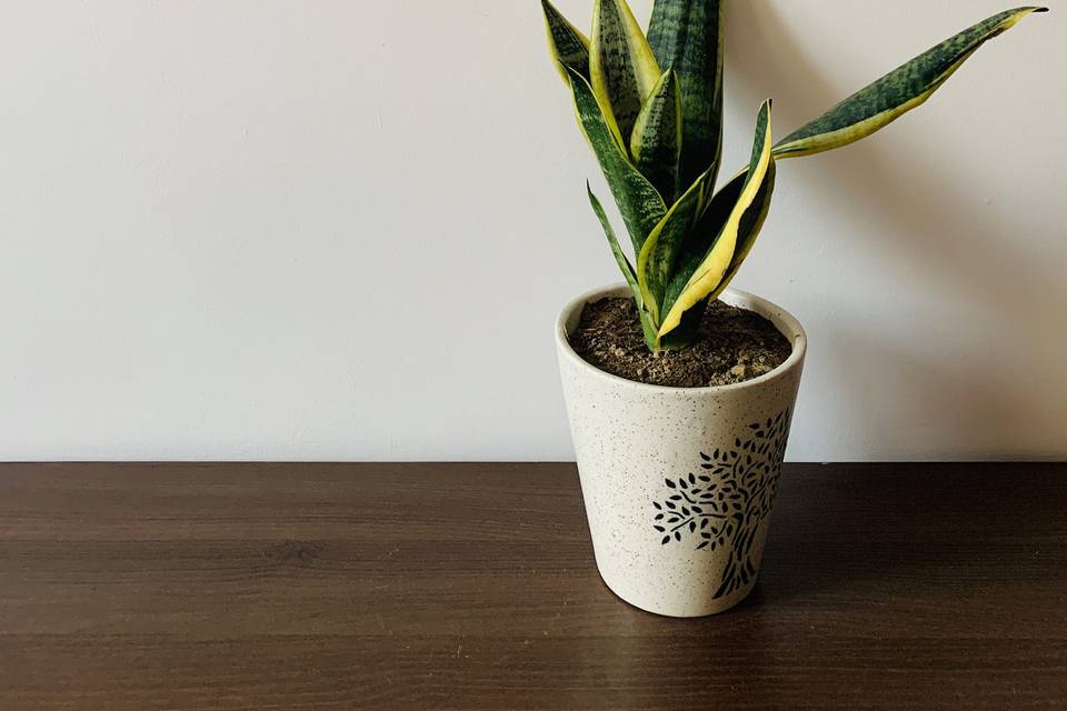 Snake plant in ceramic pot