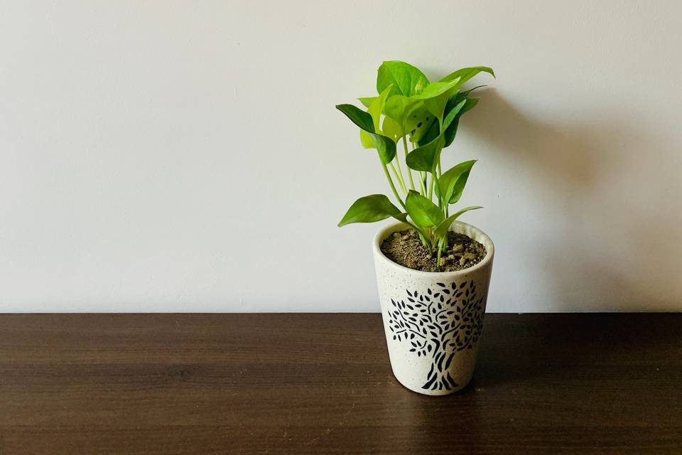Money plant in ceramic pot