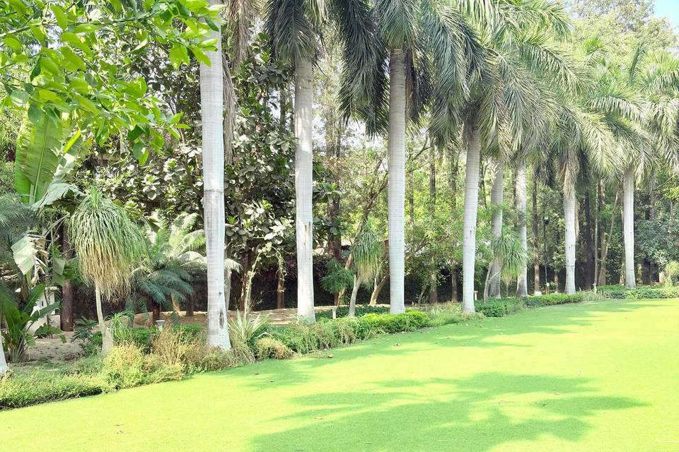 Lawn area