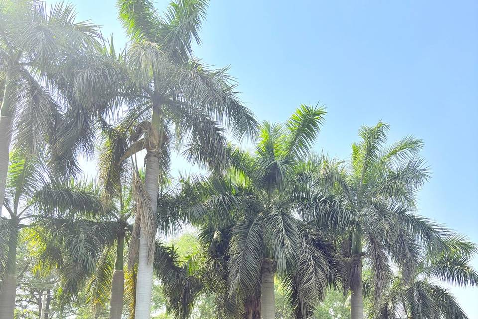 Lawn area