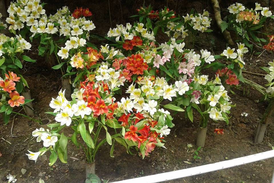 Vizag Florist, Siripuram