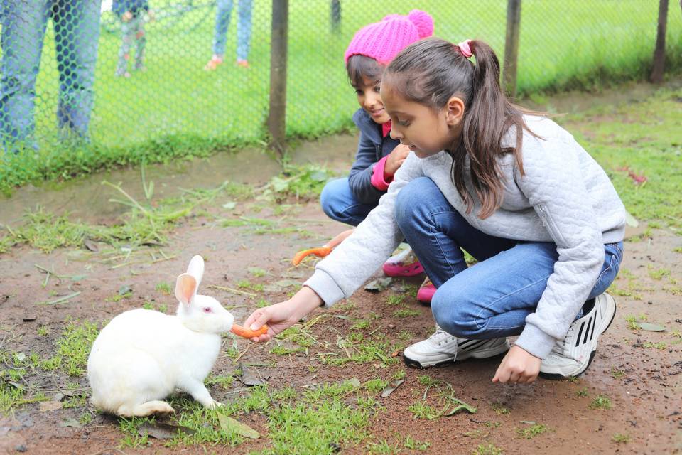 Rabbit feeding